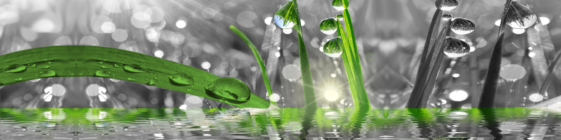 Fresh green grass with dew drops closeup. Nature Background